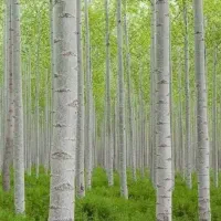 نهالستان صنوبر و گردو و بادام دیرگل ظمانتی