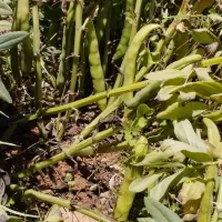 باقله خشک بذرهیستال پرثمر زودپز(عکسا همه دیده بشه)|خوردنی و آشامیدنی|دهدشت, |دیوار