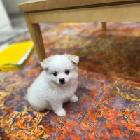 سگ پامر ماده ۳ ماهه