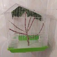 عروسک فروشی
