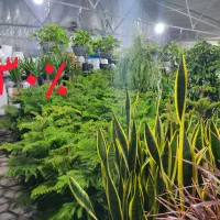 انواع گل طبیعی