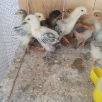 جوجه برهما