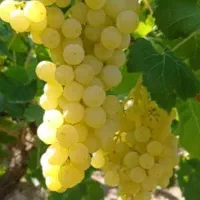 انگور درجه یک