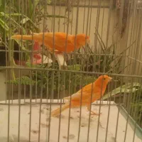 قناری|پرنده|اصفهان, کساره|دیوار