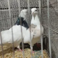 طوقی ، کله دم|پرنده|بیستون, |دیوار