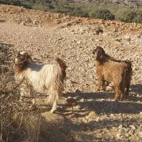 بز‌بزغاله‌جوان‌داشتی‌شیش‌عدد|حیوانات مزرعه|گیلان غرب, |دیوار