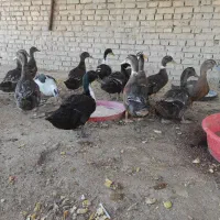 اوردک محلی|حیوانات مزرعه|اهواز, کوی علوی|دیوار