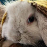 خرگوش مینی لوپی