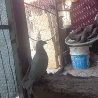 کبوتر سار نر|پرنده|مشهد, تلگرد|دیوار