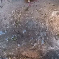 کفتر کبوتر طوقی