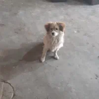 سگ شیتزو باهوش