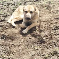 سگ سرابی نر درشت و سالم، نگهبان حرفه‌ای