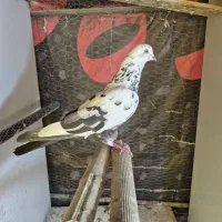 3تا کبوتر عالی.قیمت مناسب