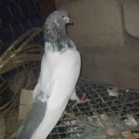 کبوتر کله دار