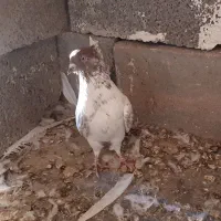 کبوتر|پرنده|زرندیه, |دیوار