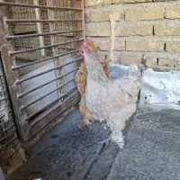 مرغ برهما و خروس گلین