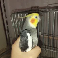 عروس هلندی|پرنده|نسیم‌شهر, |دیوار