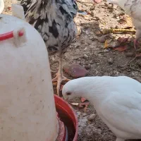 مرغ گلین|حیوانات مزرعه|پاکدشت, پاکدشت (مامازند)|دیوار