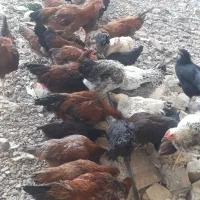 50 تا مرغ و خروس