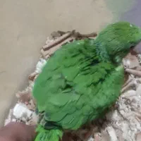 جوجه طوطی ملنگو