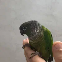 طوطی گرینچیک نر(فول دستی)|پرنده|تهران, بلورسازی|دیوار