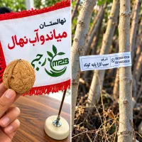 تولید نهال خرمالو فویو رقم تجاری