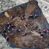 مرکزموی طبیعی
