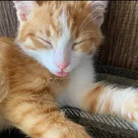 واگذاری رایگان گربه|گربه|کرمان, |دیوار