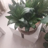 سانسوریا پاکوتاه|گل مصنوعی|مشهد, دانشجو|دیوار