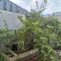 اجاره  باغ ویلای زیبا و چشم نواز|اجارهٔ خانه و ویلا|بندر انزلی, مسکن مهر|دیوار