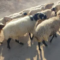 قوچ کاردورگ شیرازی|حیوانات مزرعه|ماهان, |دیوار