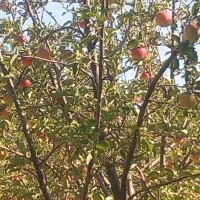 باغ ۱۵۰۰متری ثمردار