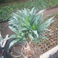 کامپکت بنسا