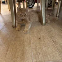 واگذاری رایگان گربه اسکاتیش پرشین