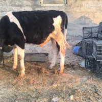 گوساله نر هلشتاین بهترین جنس گوشتی