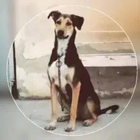 سگ دو رگه مخصوص نگهبانی