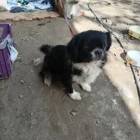 سگ پیکنیز|سگ|کوهیخیل, |دیوار