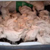 جوجه بوقلمون گوشتی بیوتی۳۰روزه