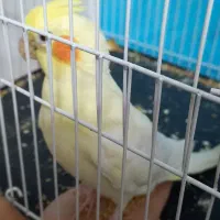 عروس هلندی نر