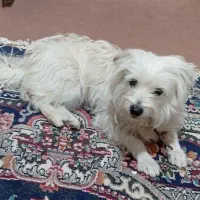 سگ پا کوتاه