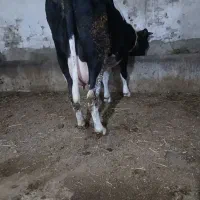 گاواصیل شیری شکم دوم با گوساله نر