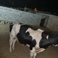 گوساله نر چاق خوشکل