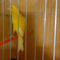 قناری نررسمی بلند