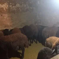 بره نرو ماده قزل افشاری