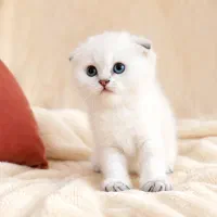 گربه عروسکی و ناز