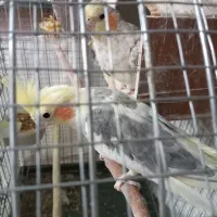 یک جفت عروس هلندی