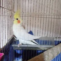 عروس پاریس نر