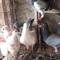 کبوتر پلاکی نرو ماده پا حلقه|پرنده|بندر انزلی, بشمن|دیوار