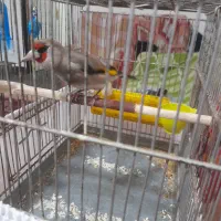 سهره کرمانی