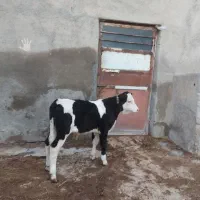 سیمنتال شیر مست نر .آدرس خود مراغه